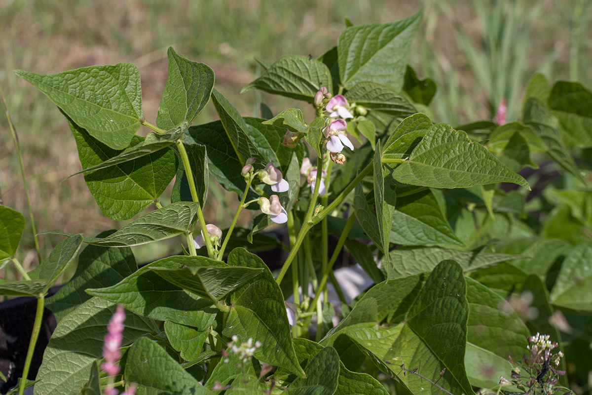 Изображение особи Phaseolus vulgaris.