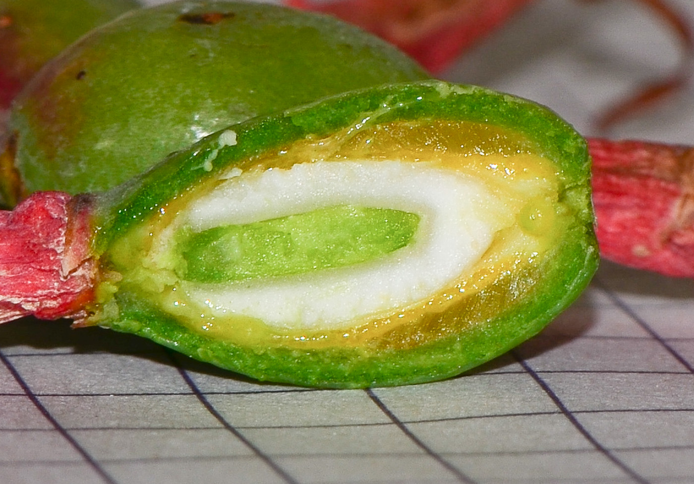 Image of Plicosepalus acaciae specimen.