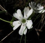 Lychnis samojedorum