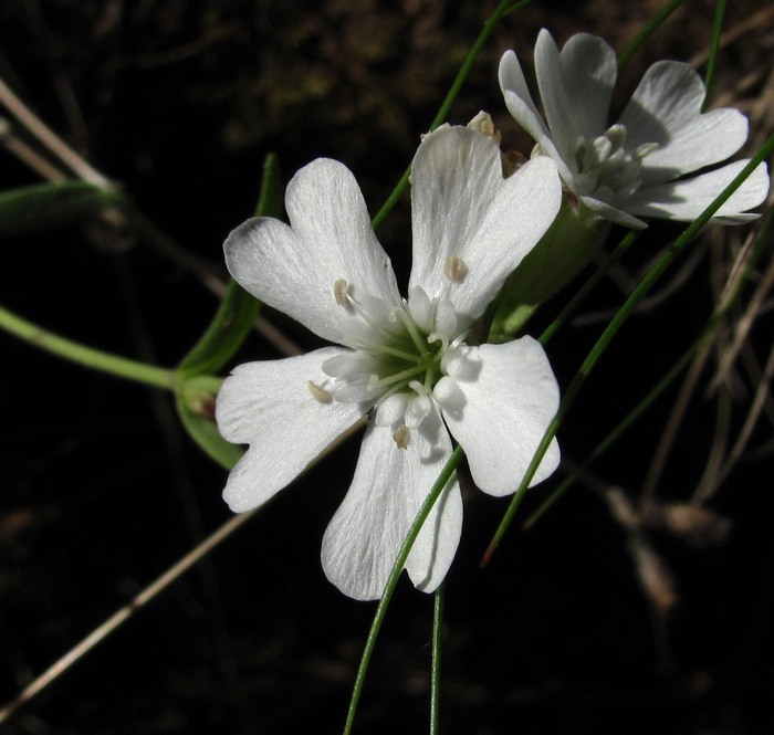 Image of Lychnis samojedorum specimen.