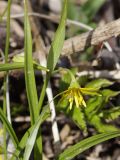 Gagea lutea