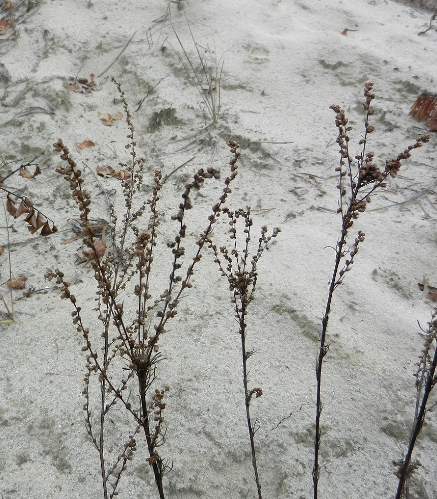 Изображение особи Artemisia campestris.