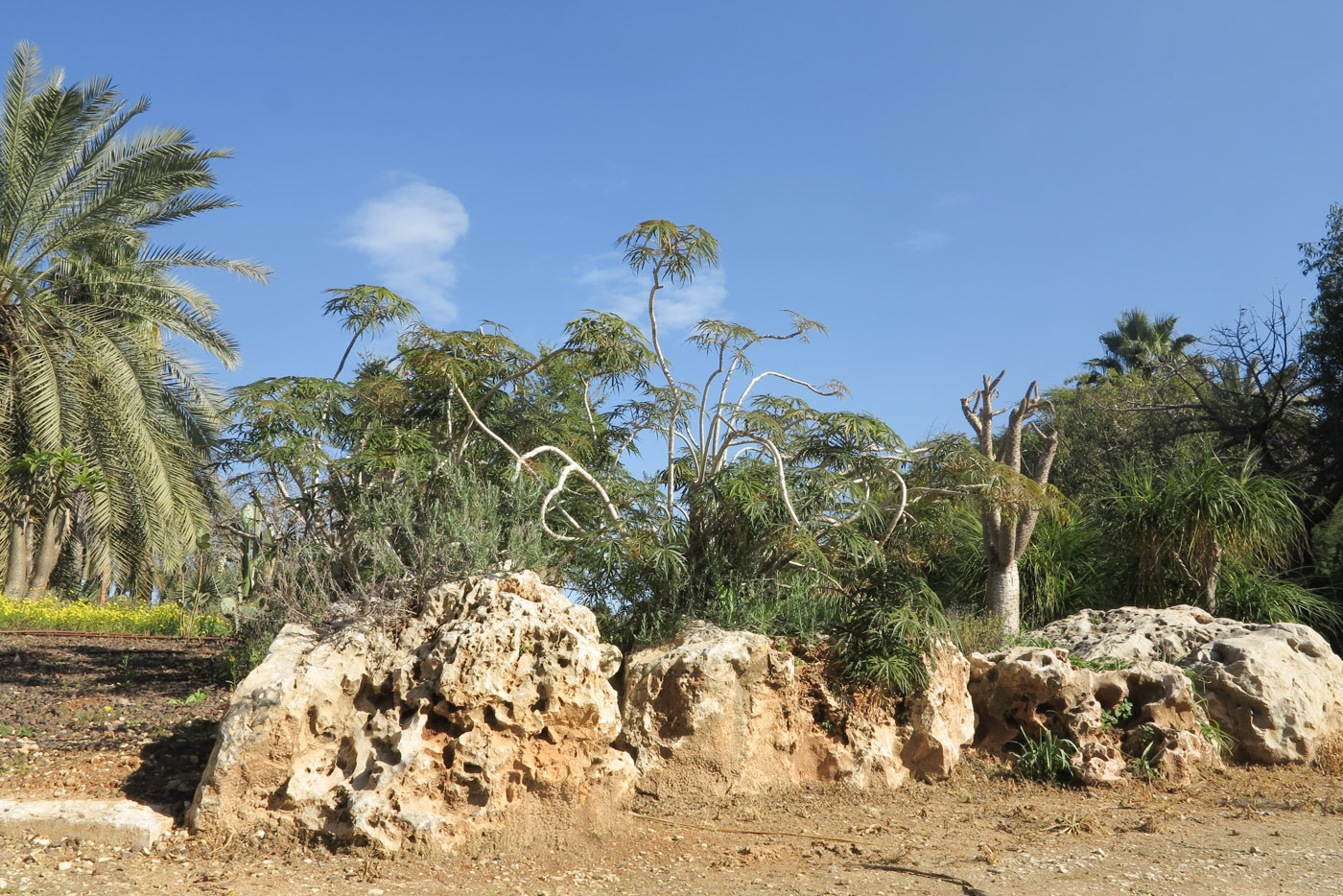 Image of Jatropha multifida specimen.