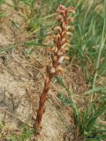 Orobanche cumana