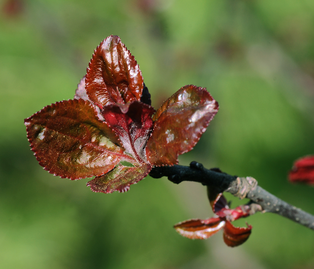 Image of Malus niedzwetzkyana specimen.