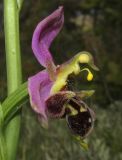 Ophrys × vallis-costae