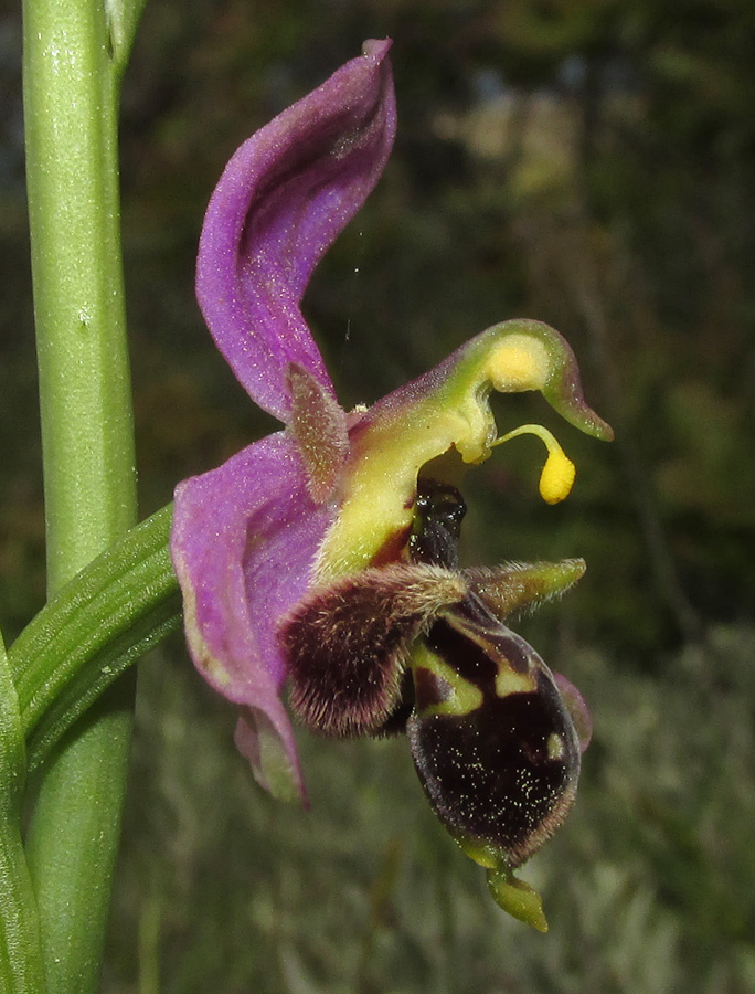 Изображение особи Ophrys &times; vallis-costae.