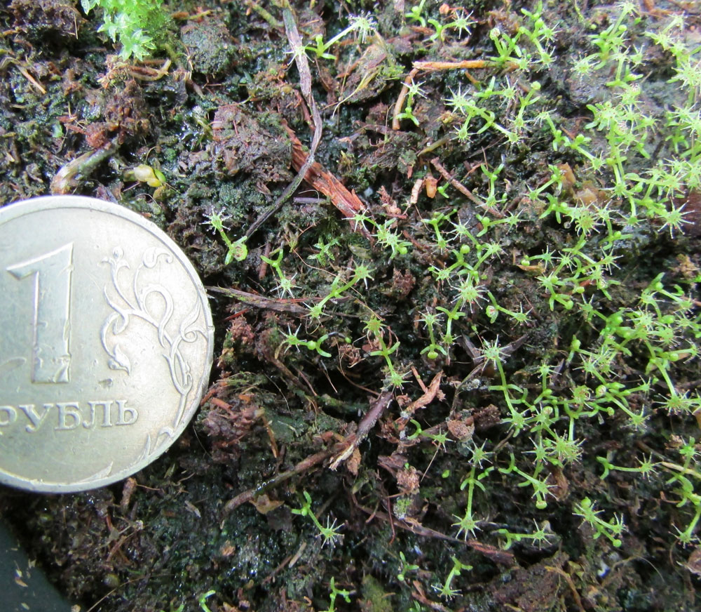 Image of Drosera linearis specimen.