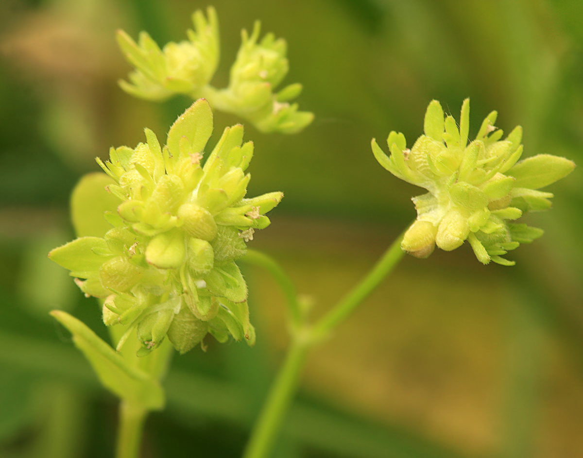 Image of Valerianella locusta specimen.