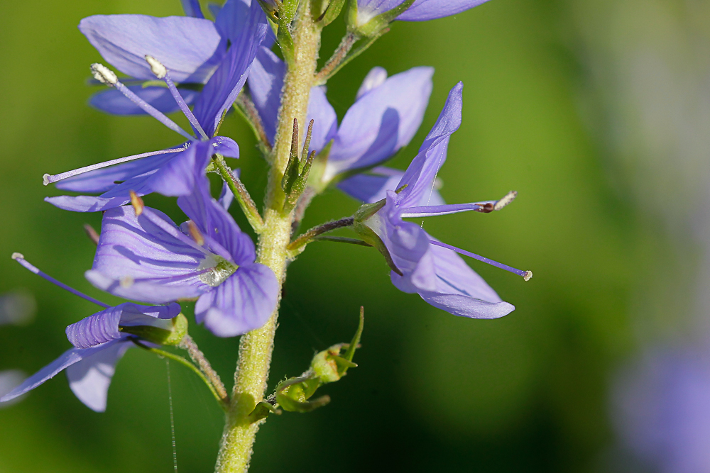 Image of Veronica teucrium specimen.