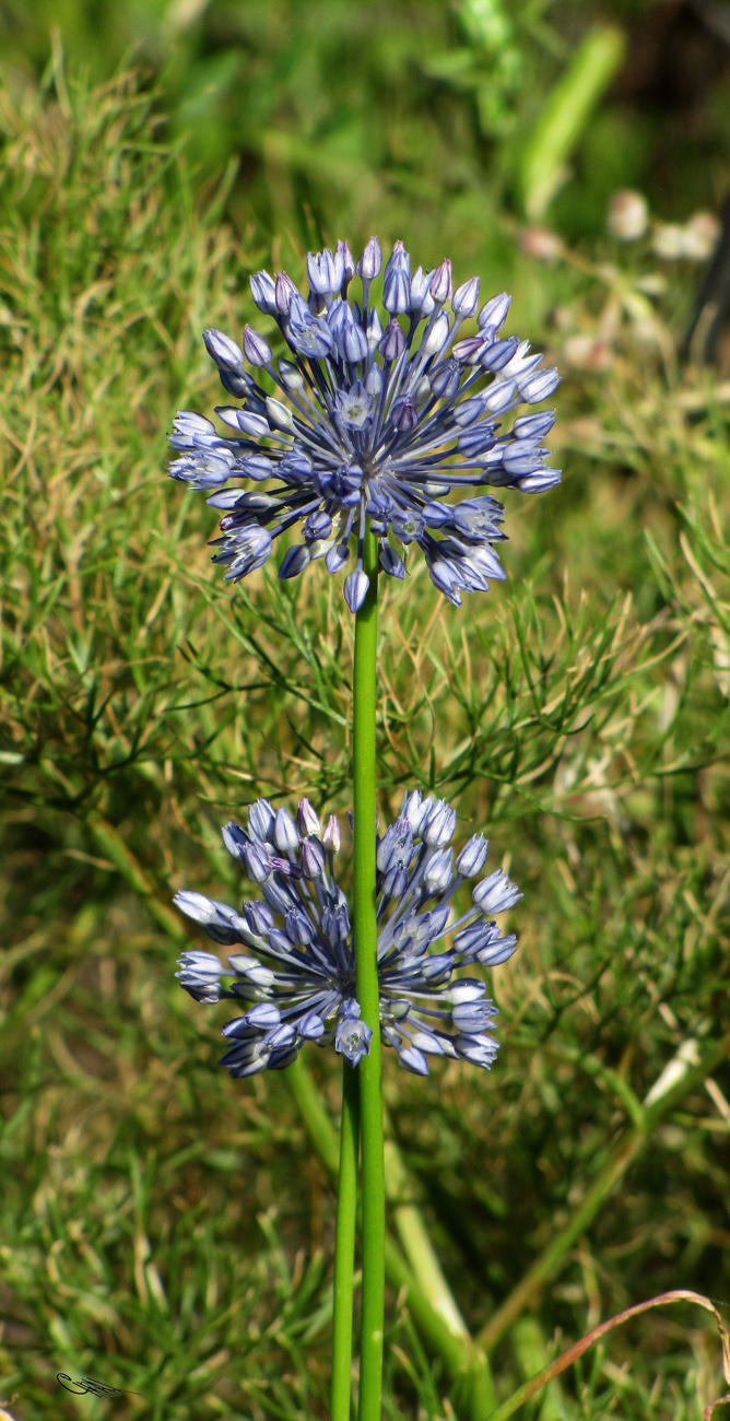 Изображение особи Allium caesium.