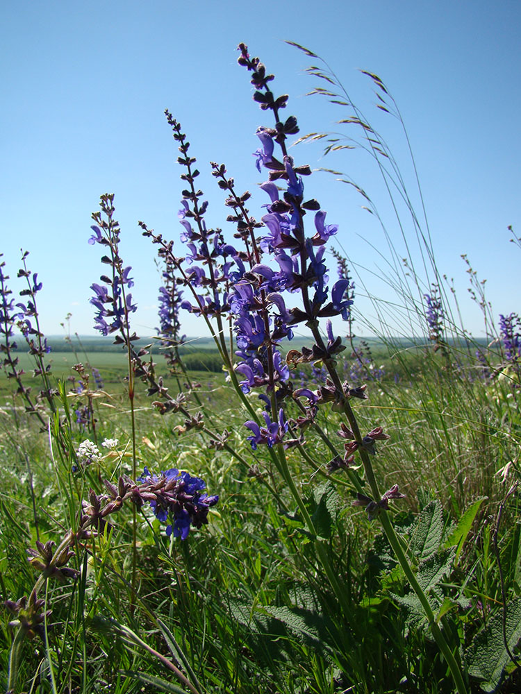 Изображение особи Salvia stepposa.