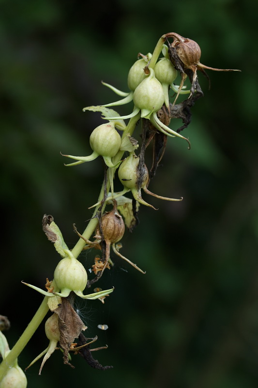 Image of Campanula latifolia specimen.