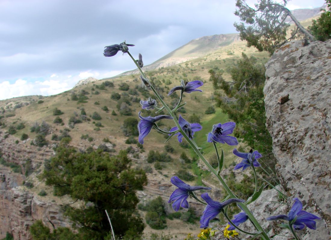 Image of Delphinium oreophilum specimen.