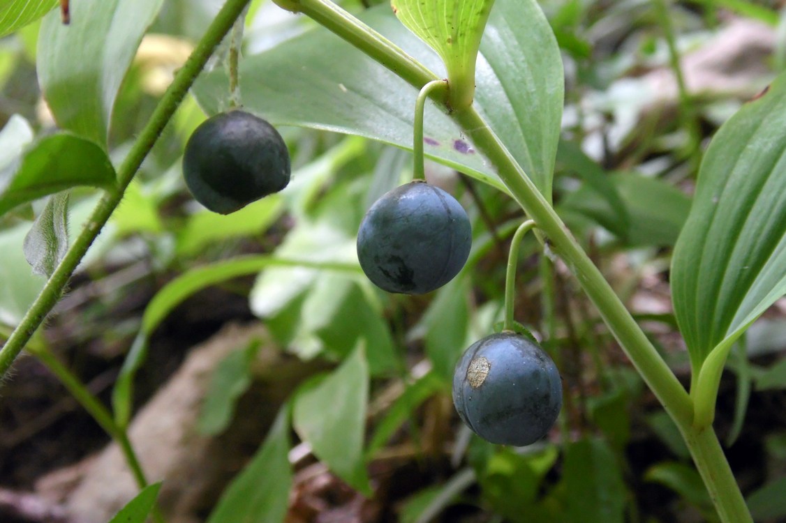 Изображение особи Polygonatum glaberrimum.