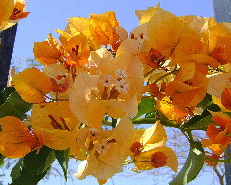 Изображение особи род Bougainvillea.