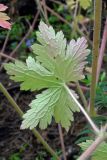 Geranium bohemicum