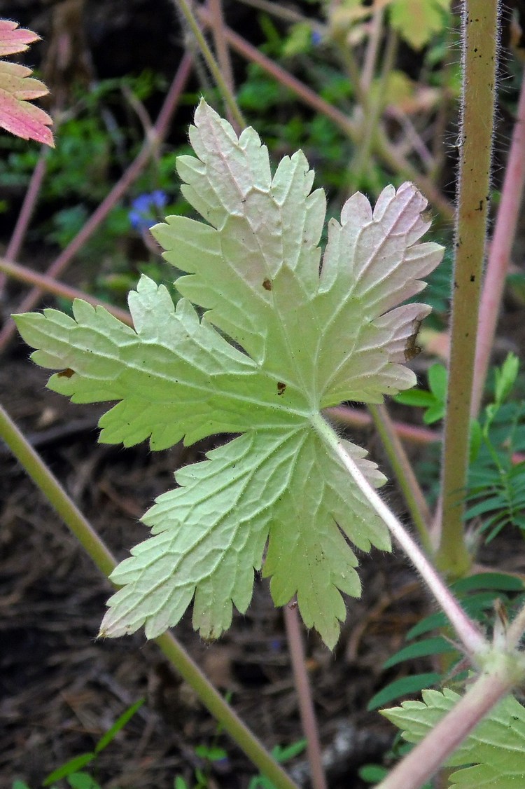 Image of Geranium bohemicum specimen.