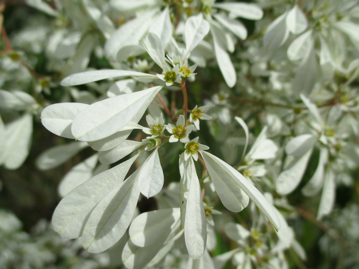 Image of Euphorbia leucocephala specimen.