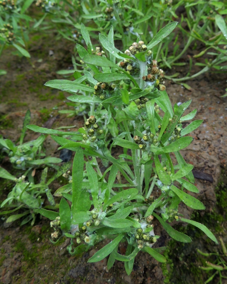 Изображение особи Gnaphalium pilulare.