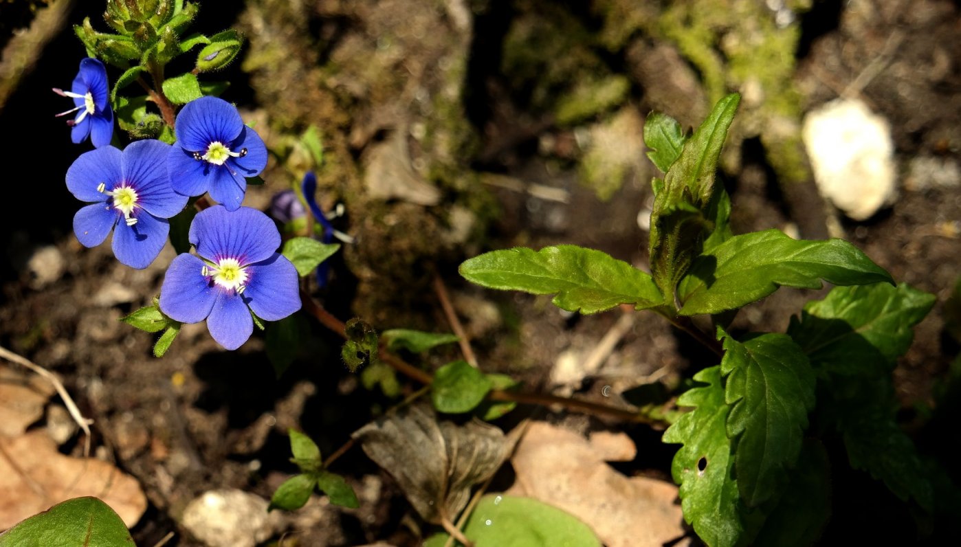 Image of Veronica umbrosa specimen.