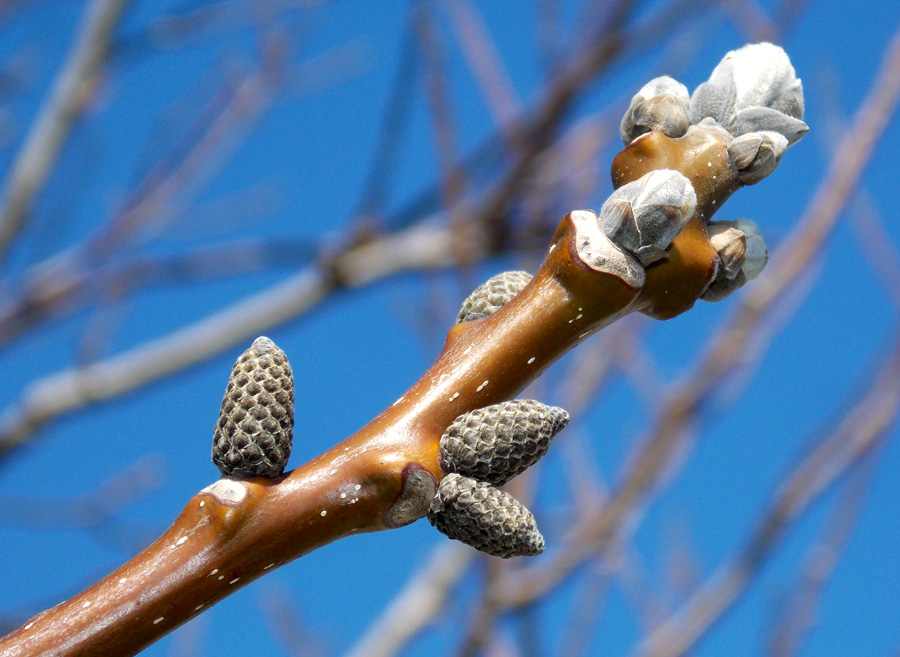 Изображение особи Juglans regia.