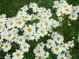 Pyrethrum corymbosum