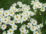 Pyrethrum corymbosum. Соцветия. Нижегородская обл., Большеболдинский р-н, окр. с. Черновское, открытый склон с выходами мергеля по правому берегу р. Пьяна. 12 июня 2010 г.