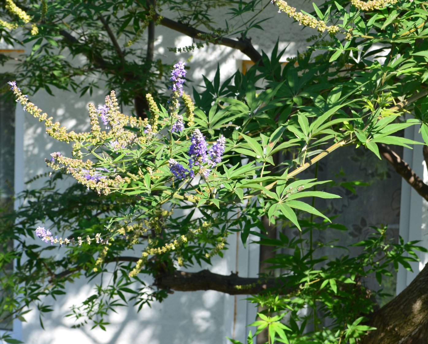 Image of Vitex agnus-castus specimen.