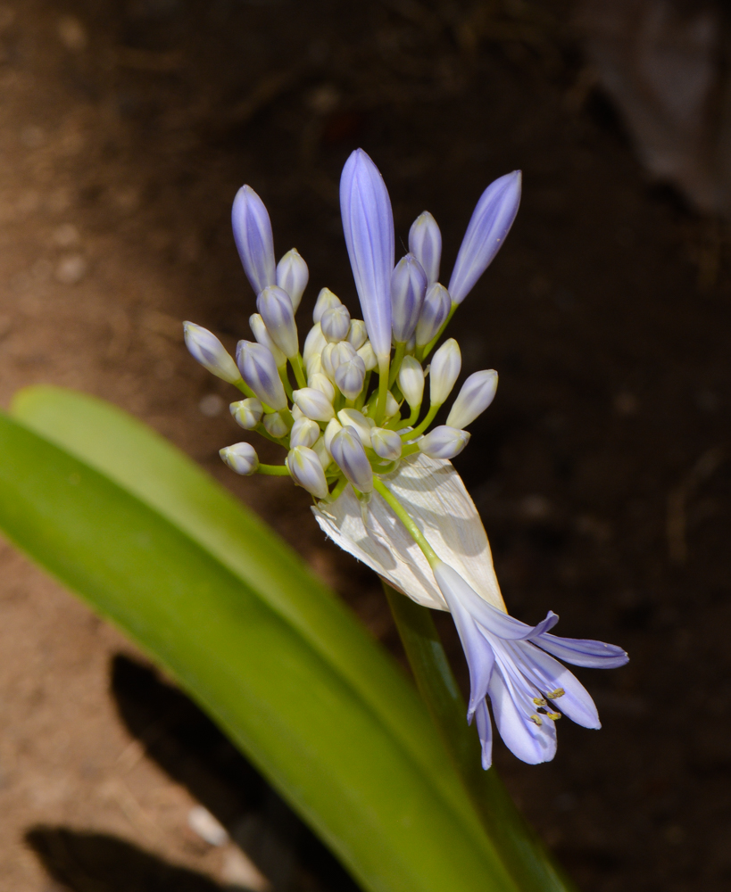 Изображение особи Agapanthus africanus.