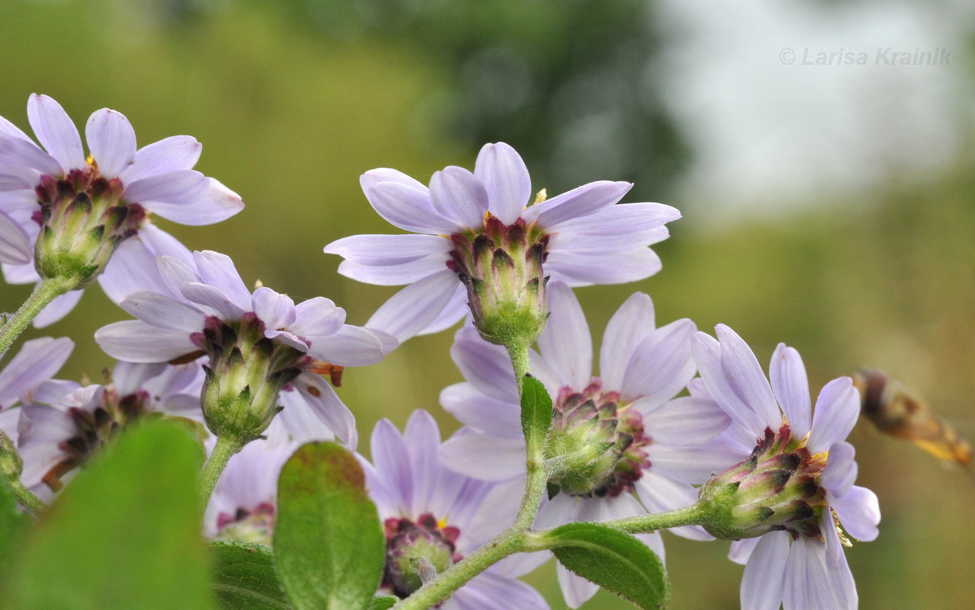Image of Aster ageratoides specimen.