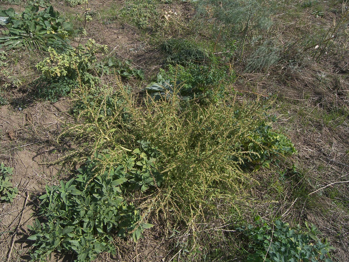 Image of Amaranthus albus specimen.