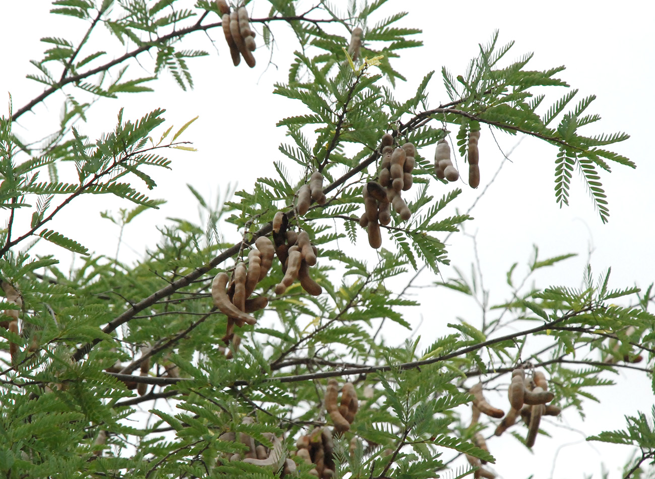 Image of Tamarindus indica specimen.