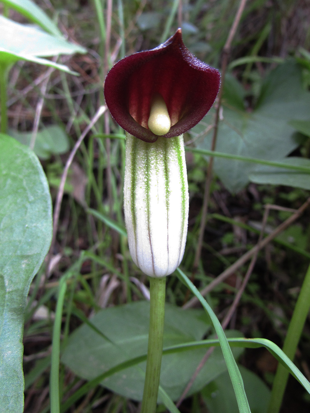 Image of Arisarum vulgare specimen.