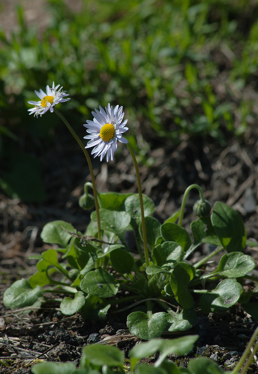 Изображение особи Bellis caerulescens.