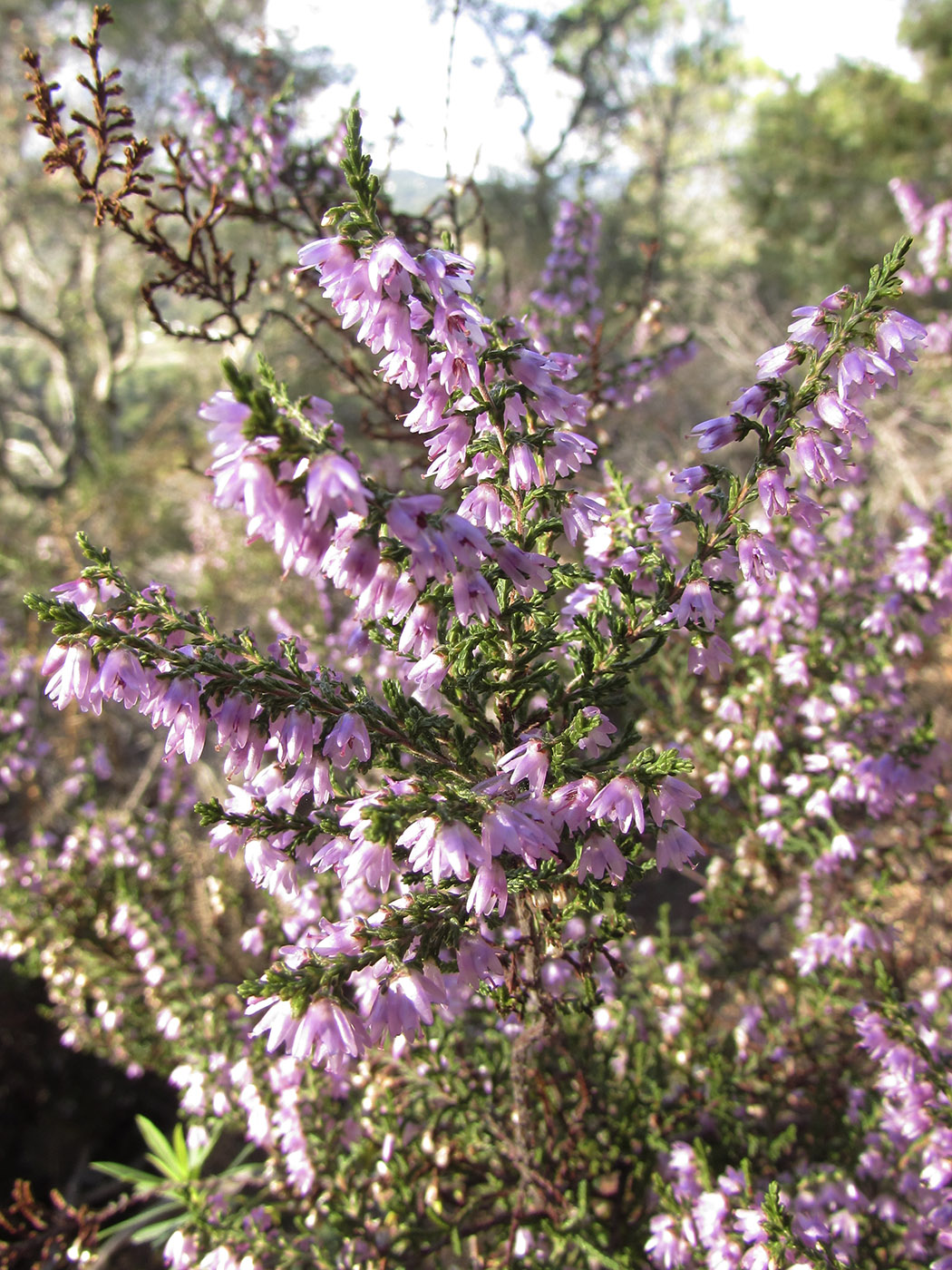 Image of Calluna vulgaris specimen.