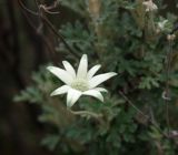 Actinotus helianthi