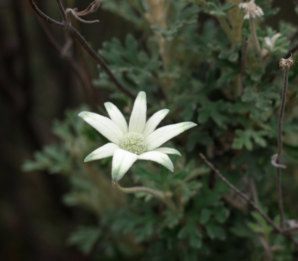 Image of Actinotus helianthi specimen.