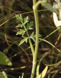 Pimpinella saxifraga