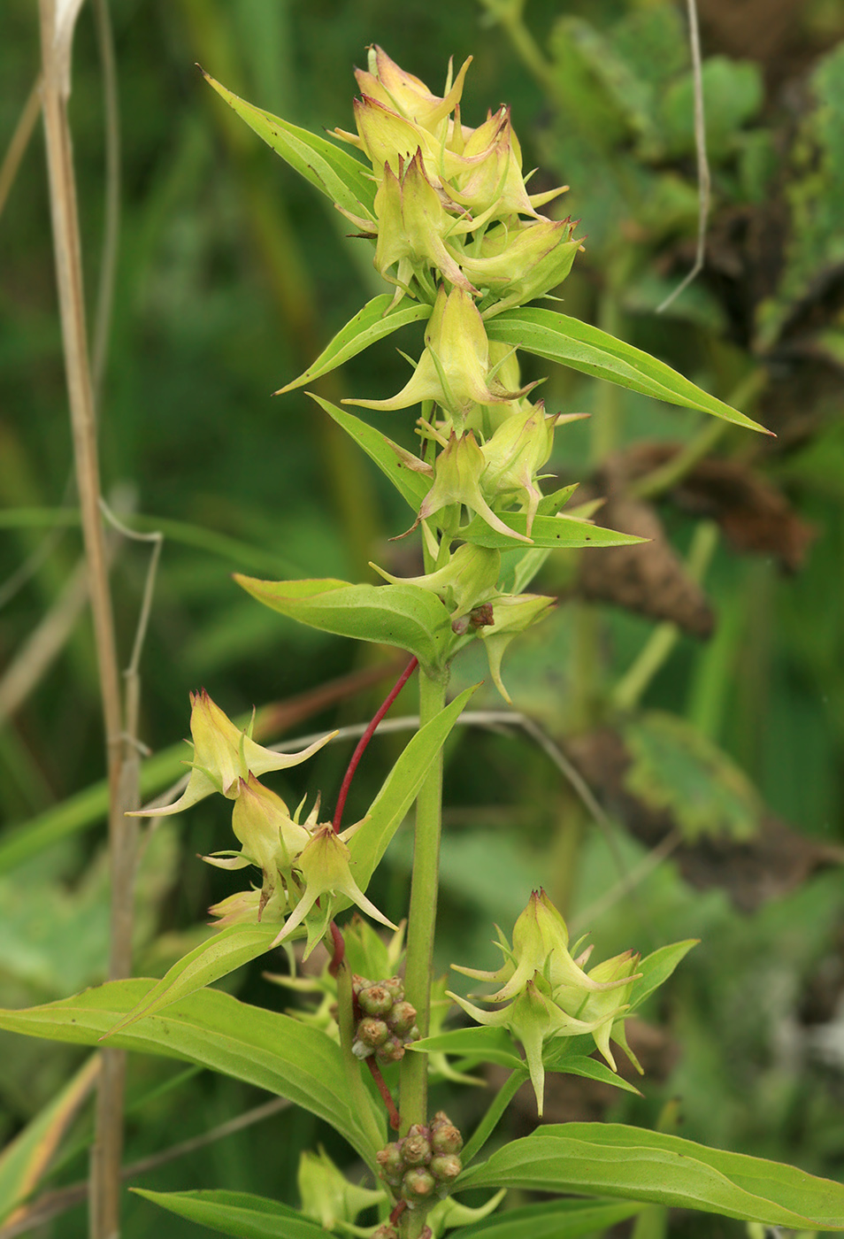 Image of Halenia corniculata specimen.