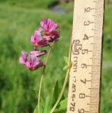 Lathyrus pisiformis. Соцветие (вид сбоку). Восточный Казахстан, Кокпектинский р-н, 25 км в горы от с. Пантелеймоновка, 1000 м н.у.м., недалеко от ручья, склон сопки. 15.06.2016.