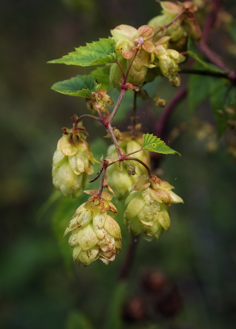 Изображение особи Humulus lupulus.