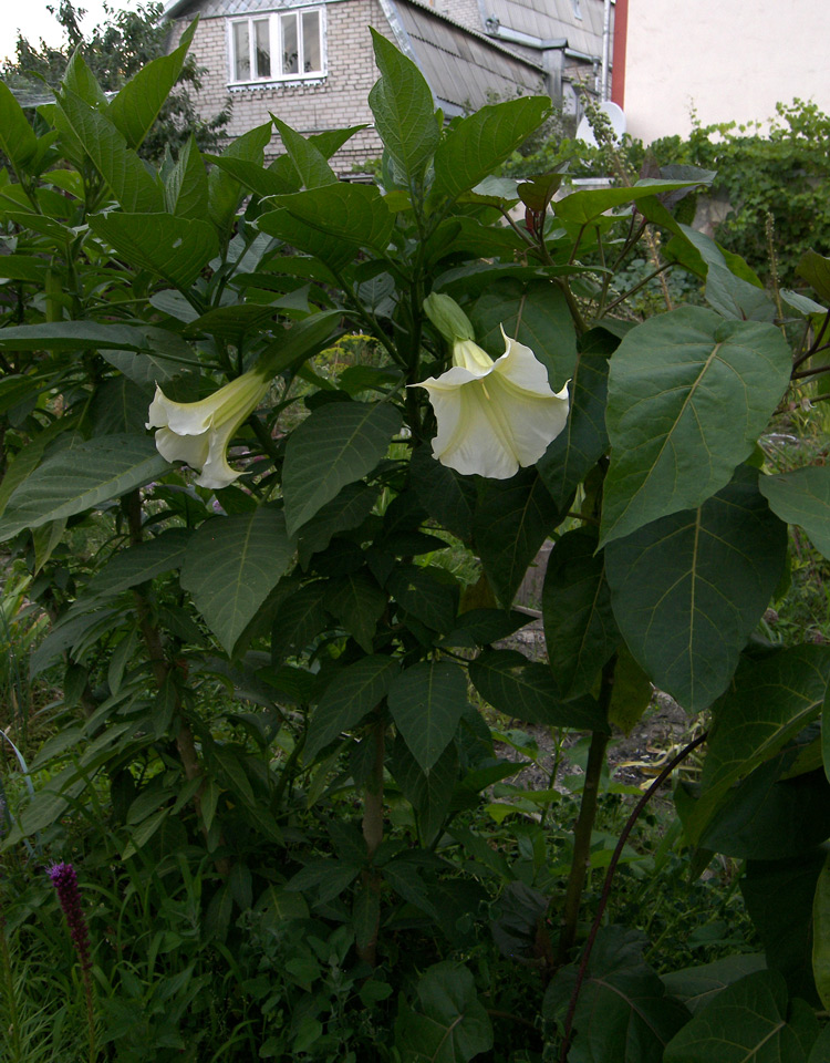 Image of Brugmansia suaveolens specimen.