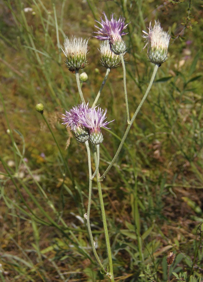 Image of genus Jurinea specimen.