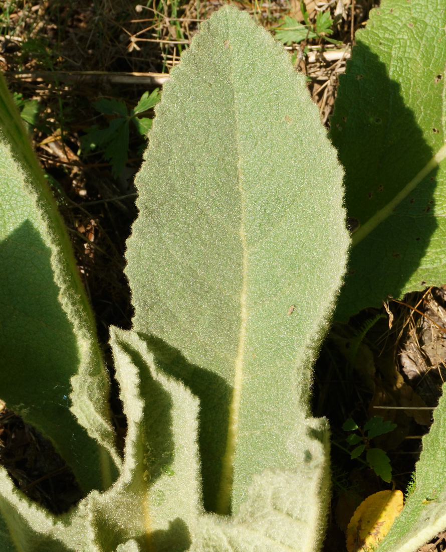 Изображение особи Verbascum phlomoides.