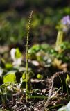 Equisetum pratense