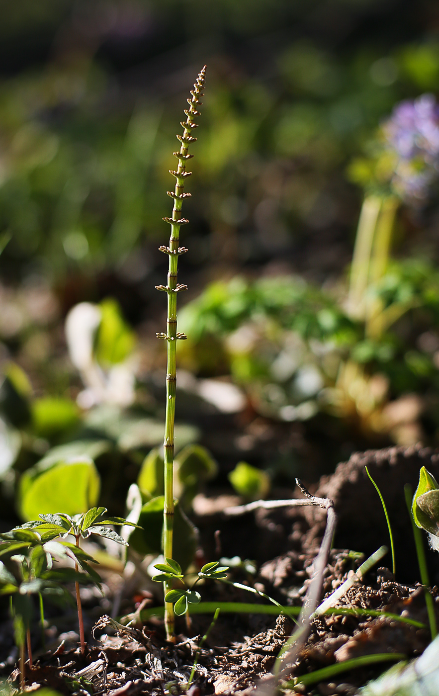 Image of Equisetum pratense specimen.