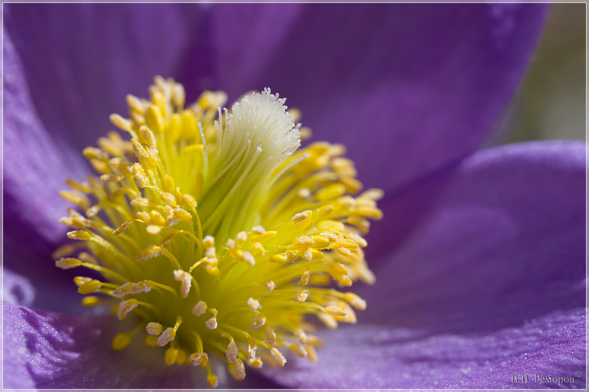 Image of Pulsatilla patens specimen.