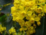 Mahonia aquifolium. Часть соцветия. Пенза, Ботанический сад ПГУ, в культуре. 11 мая 2016 г.