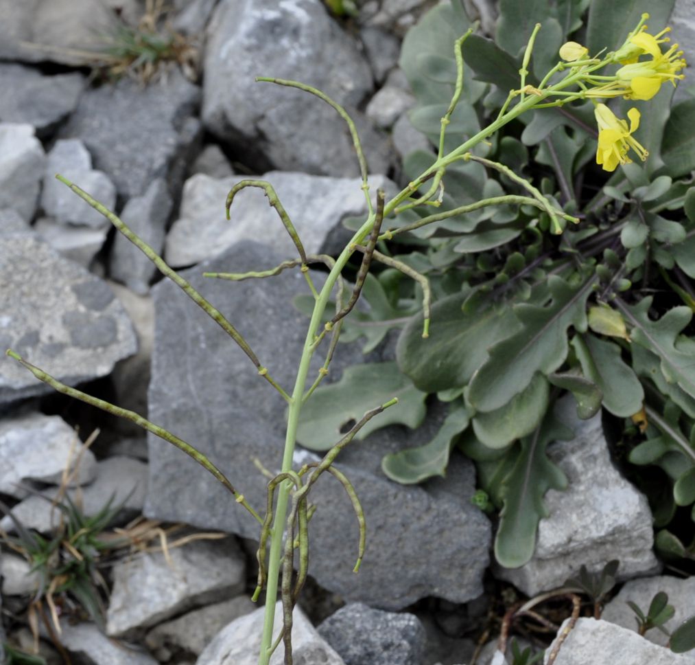 Изображение особи Brassica nivalis.